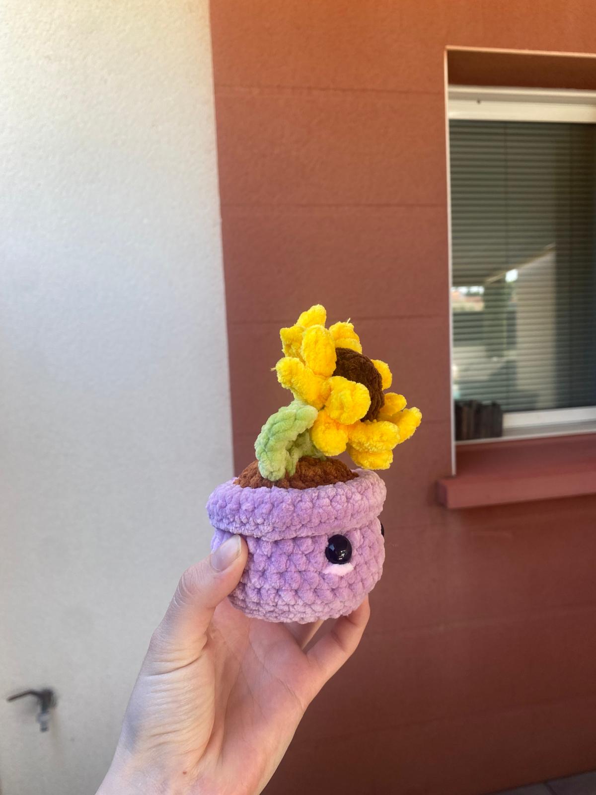 Tournesol en pot 🌻