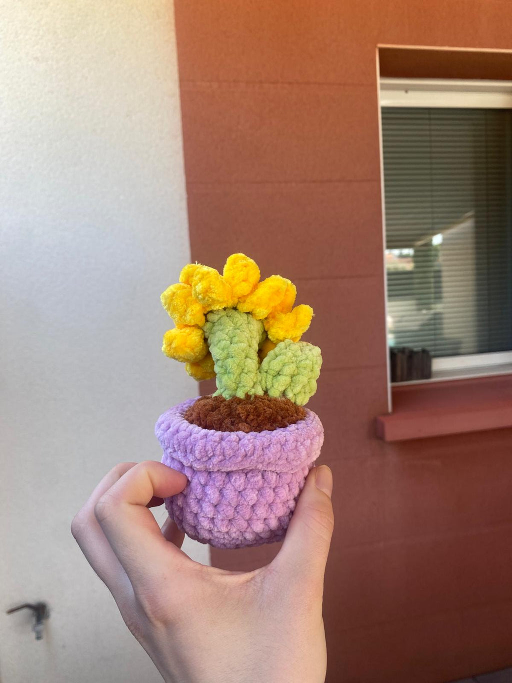 Tournesol en pot 🌻