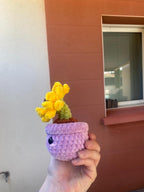 Tournesol en pot 🌻